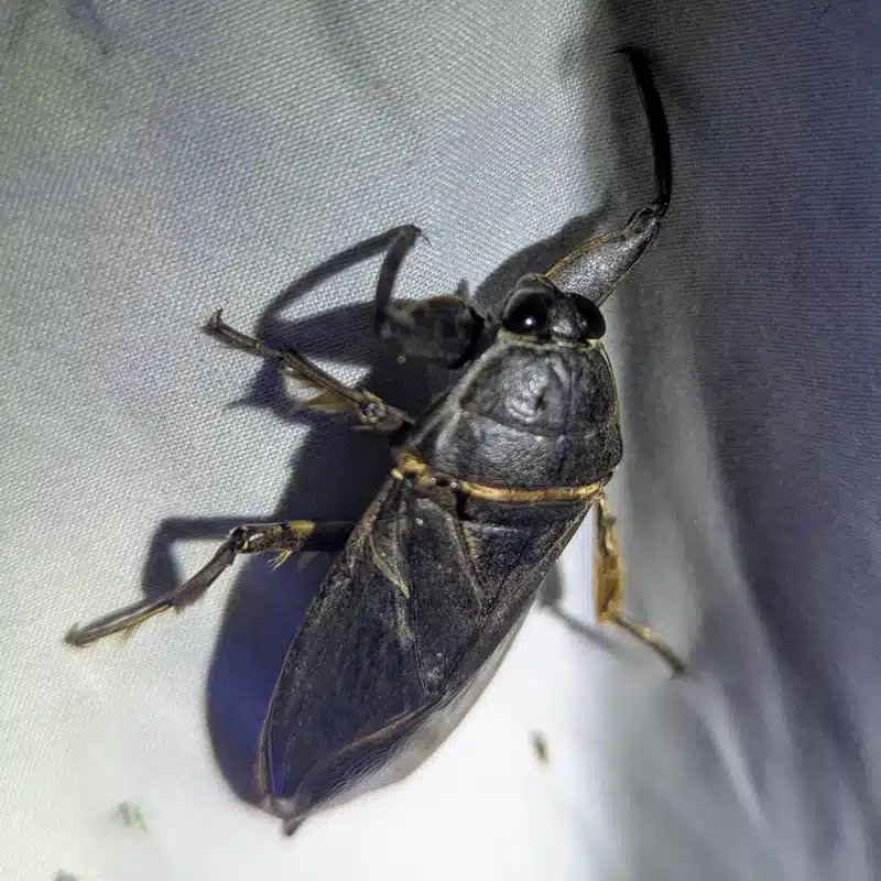 Giant water bug showing distinctive body structure