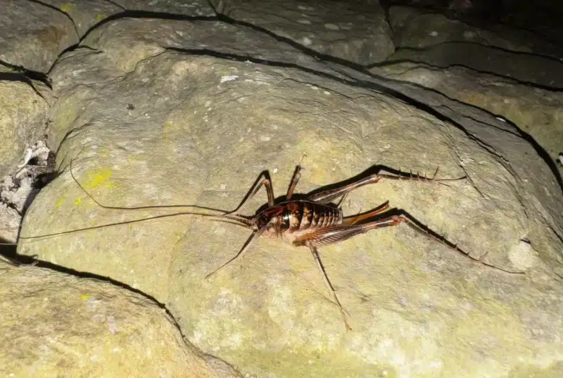 Camel cricket on stones at night