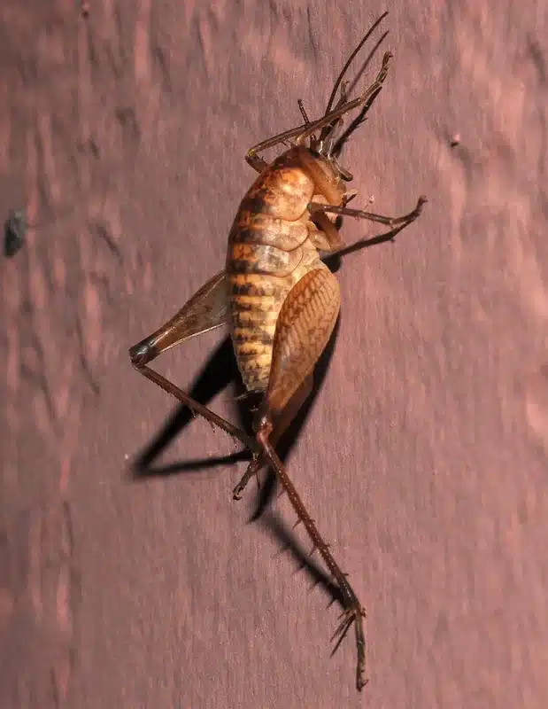 Greenhouse camel cricket on wall