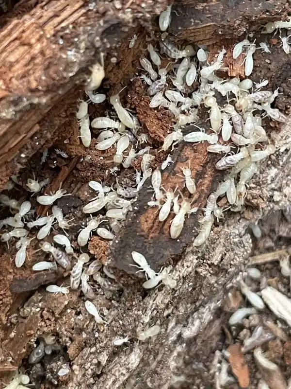 Numerous termite workers densely packed on and in decaying firewood