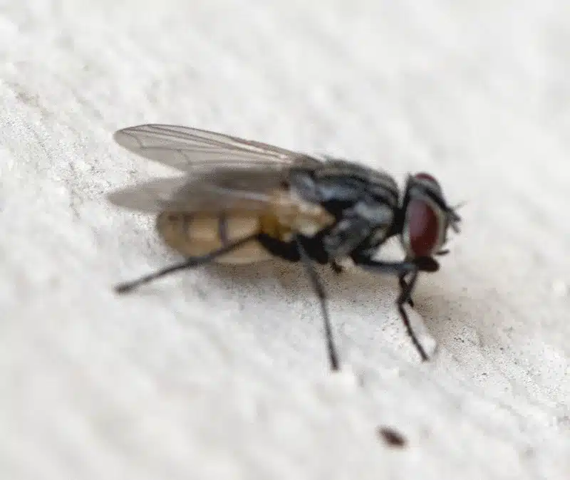 Side profile of house fly showing striped thorax