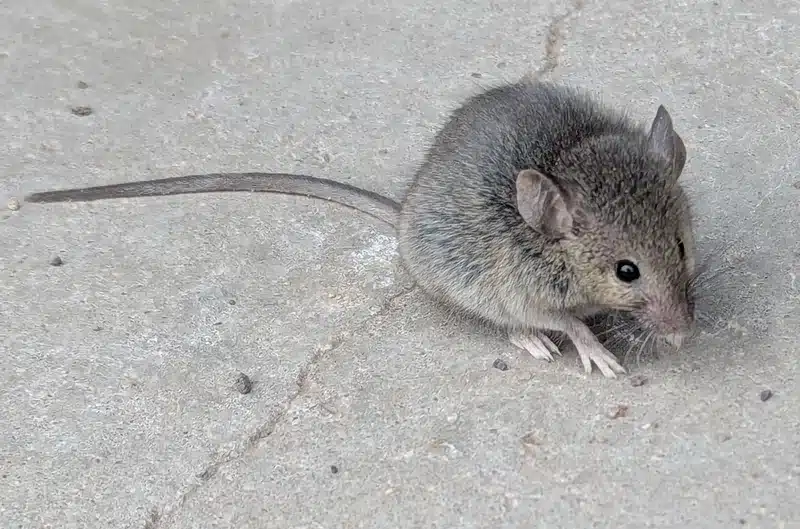 House mouse showing gray fur and long tail