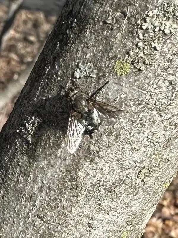 An image related to Comparison between cluster flies and house flies. Cover size differences (cluster flies larger and darker), seasonal behavior (cluster flies overwinter in homes, house flies don't), speed (cluster flies sluggish, house flies quick), clustering behavior in attics and walls, breeding sites (cluster flies parasitize earthworms, house flies in garbage), health risks (cluster flies harmless, house flies spread disease), why cluster flies appear in winter/spring, control methods focusing on exclusion vs sanitation, and vacuum removal for cluster flies.