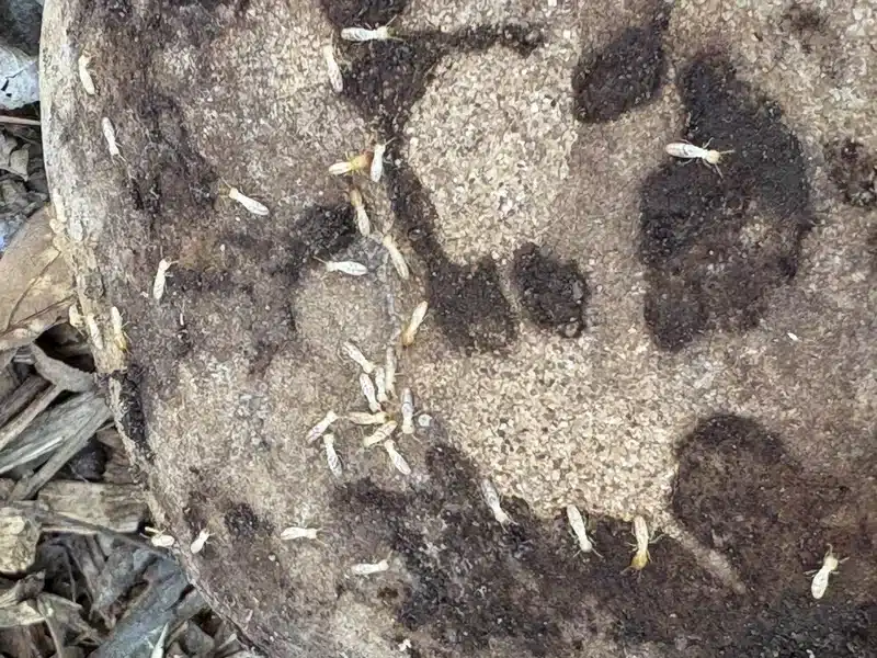 Visual comparison of termite colony structures and locations
