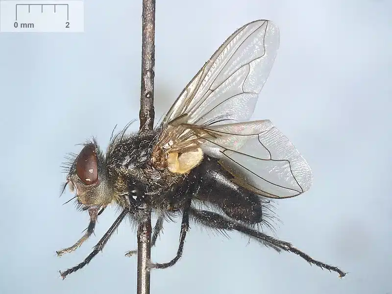 House fly showing gray coloring with black stripes