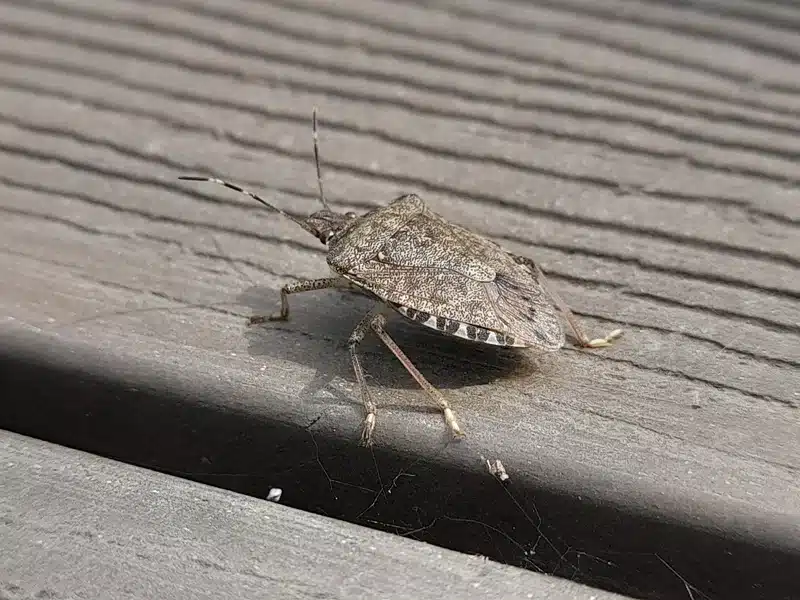 An image related to Comparison of shield bugs vs stink bugs, identification differences, odor production, seasonal activity patterns, and management strategies for both bug types when they invade Virginia and Maryland homes.