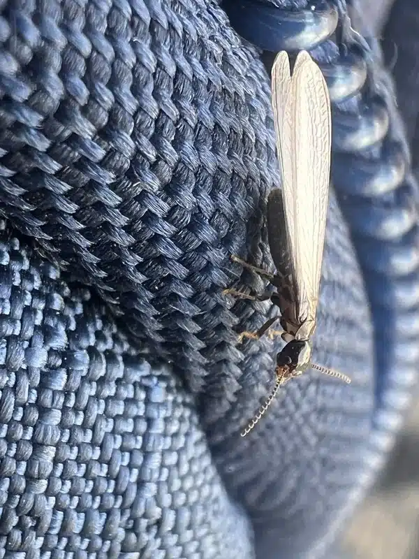 Drywood termite kick-out holes and pellets