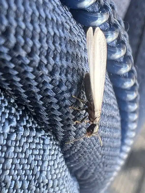 Proper mulch spacing from foundation