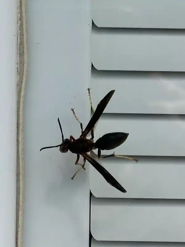 Small early-season paper wasp nest being removed