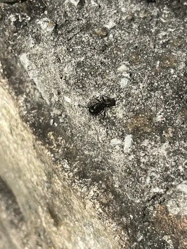 Professional carpenter ant inspection and treatment