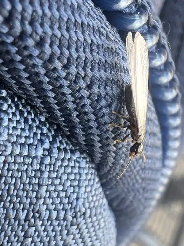 Professional termite inspection in progress