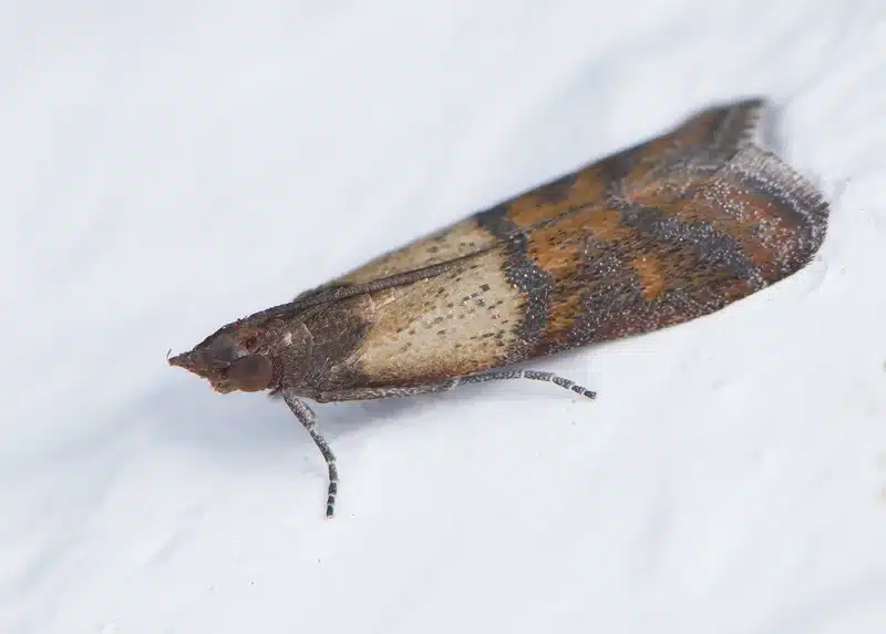 Side view of an adult Indian meal moth, highlighting its wing pattern and coloration – use this for a high-resolution, professional look at a pantry moth’s appearance in detail.