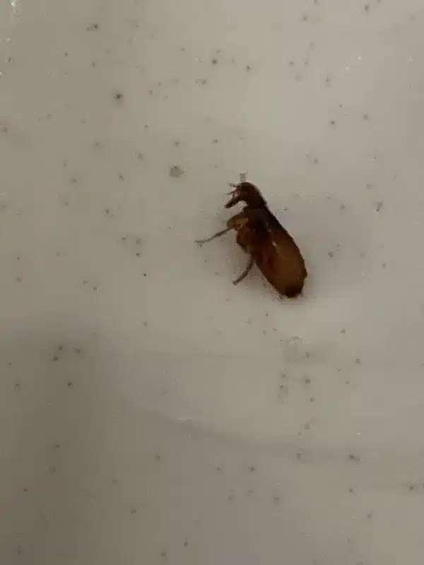 Individual flea showing size and body structure