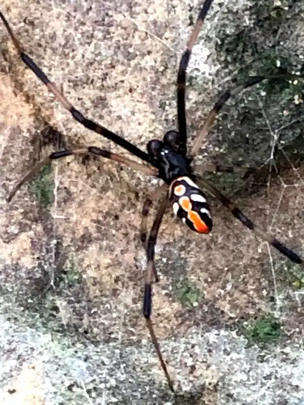 Juvenile widow spider with distinctive markings