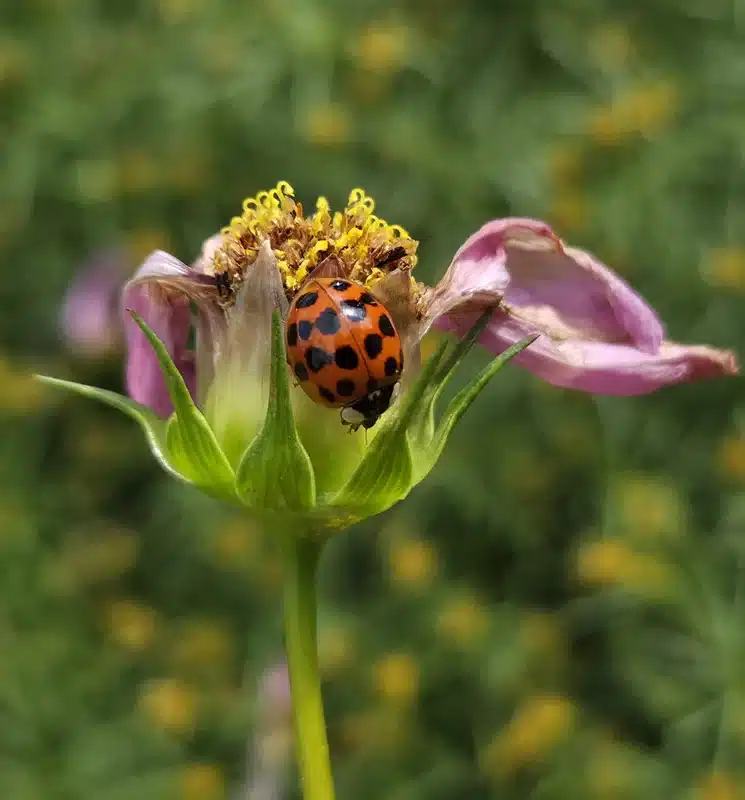 Ladybug on purple flower