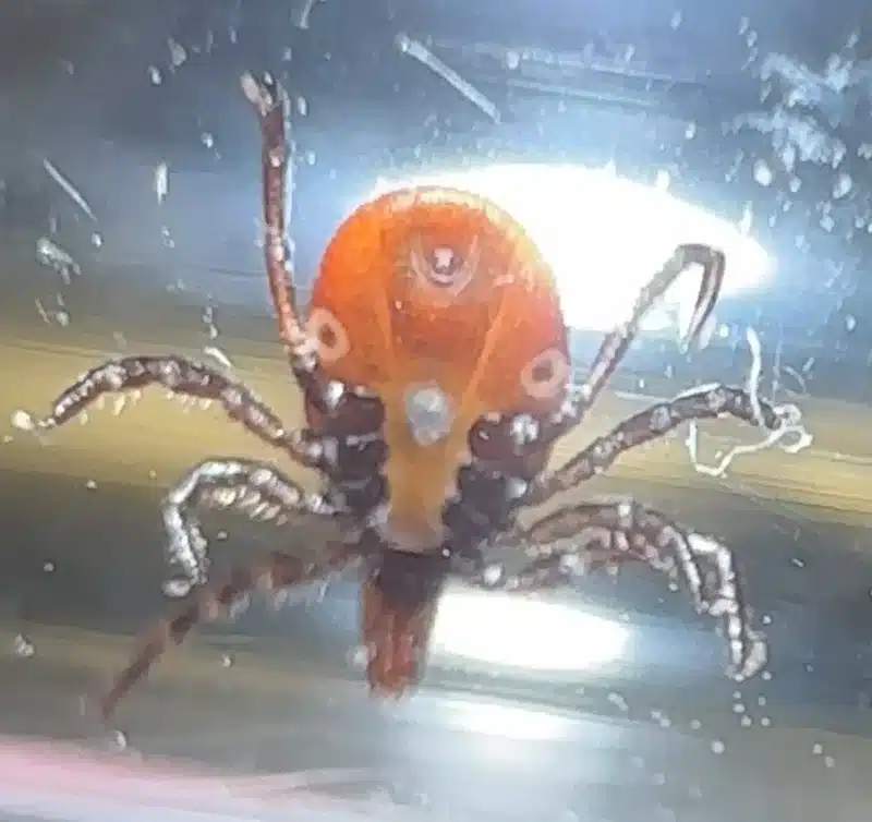 Close-up of lone star tick showing the distinctive white spot