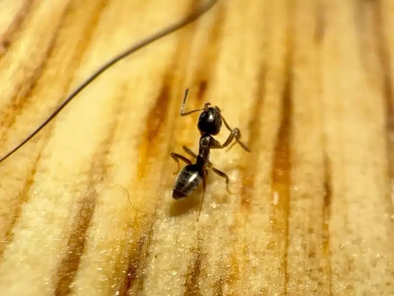 Detailed macro shot of a black ant on wood surface