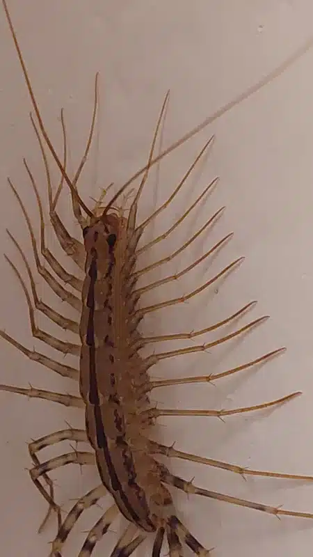Close-up view of house centipede body and leg structure
