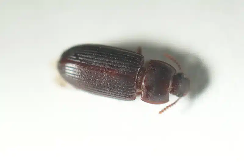 High-resolution macro photograph of a sawtoothed grain beetle