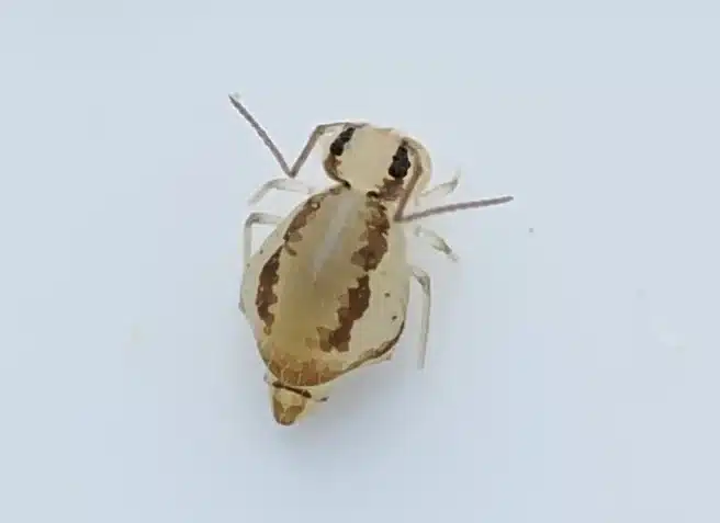 Macro photo of springtail showing body structure