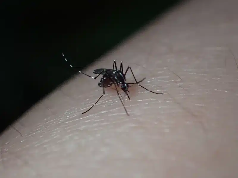 Professional photograph of a mosquito biting human skin, ideal for discussing mosquito bites and bite differences – use this when highlighting health risks or bite effects.