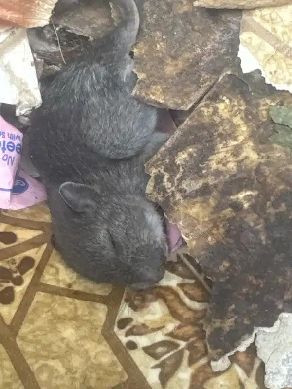 Mouse hiding in indoor debris and nesting materials