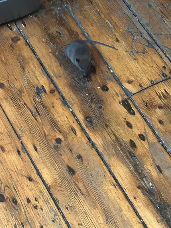 A mouse on a wooden floor with visible droppings, which may highlight signs homeowners notice including actual mice and evidence like feces – use this if you need an image of mouse activity within home interiors.