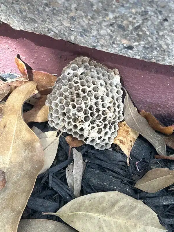 Paper wasp nest showing open hexagonal cell structure