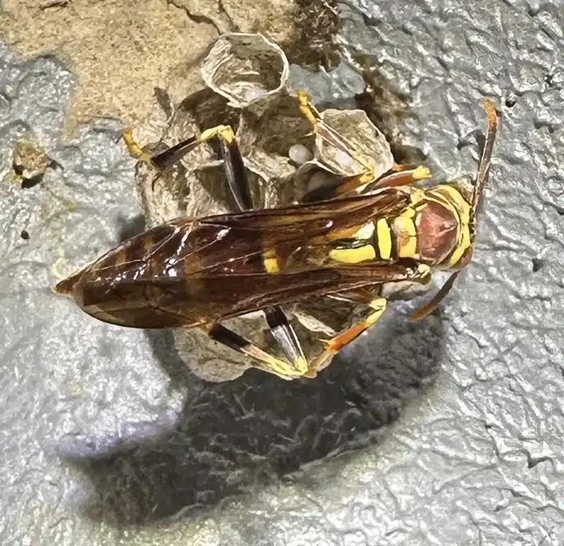 Paper wasp on exposed hexagonal nest cells