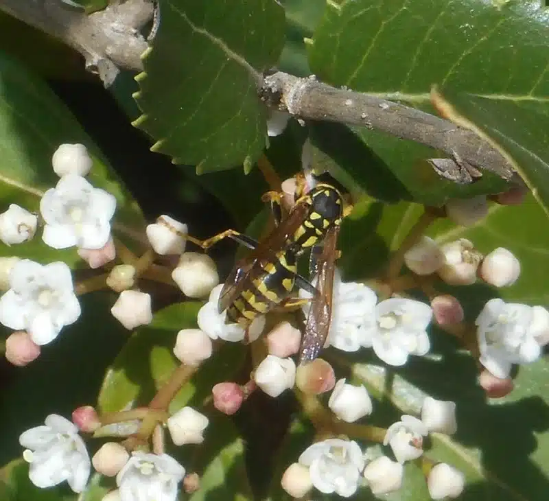 Paper wasp visiting white flowers