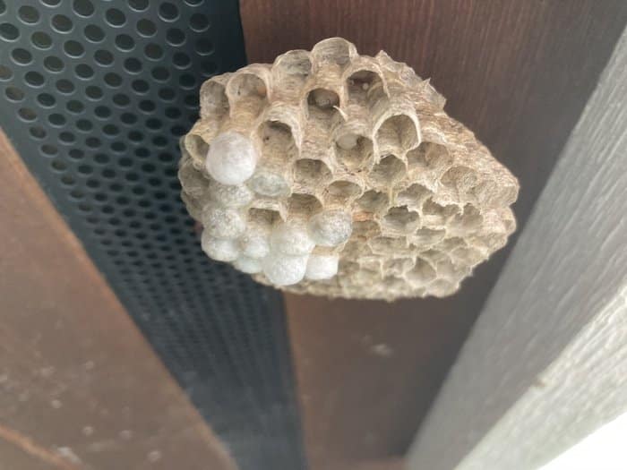 Paper wasp nest construction showing early development stages