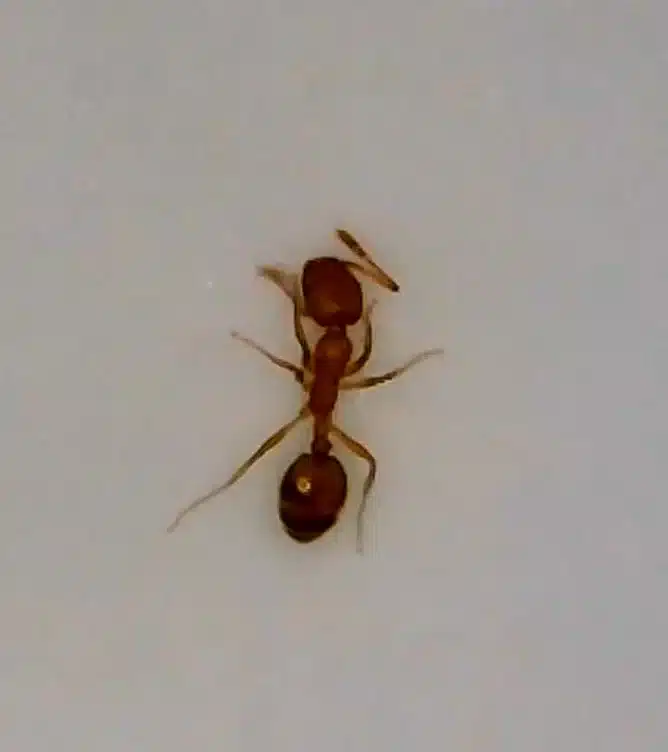 Scientific photo showing Pharaoh ant characteristics
