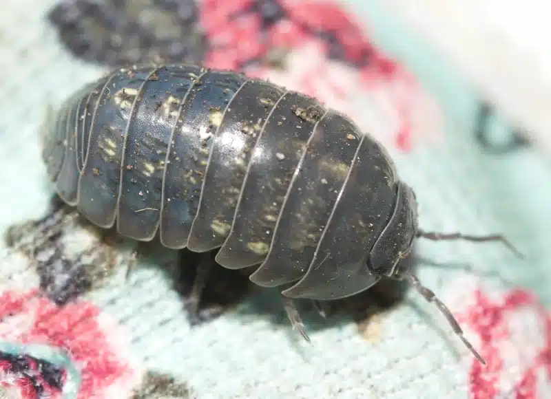 Pill bug photographed up close on a textured surface, displaying its segmented exoskeleton and coloration. Use this if you need a high-resolution image of a pill bug for species identification.
