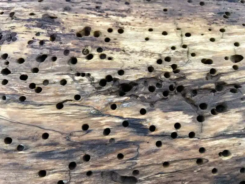 Close-up view of exit holes in wood showing beetle infestation pattern
