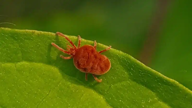 Red spider mite on bright green leaf