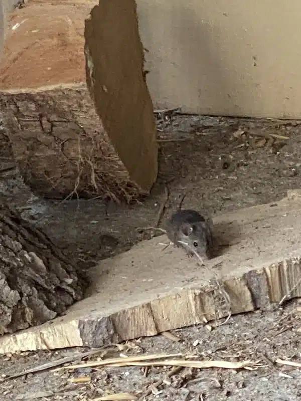 Roof rat nesting area showing elevated hiding spots