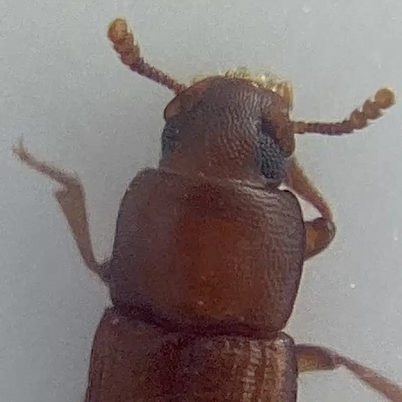 Detailed view of sawtoothed grain beetle head and thorax area