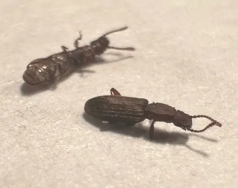 Close-up view of sawtoothed grain beetles showing their distinctive features