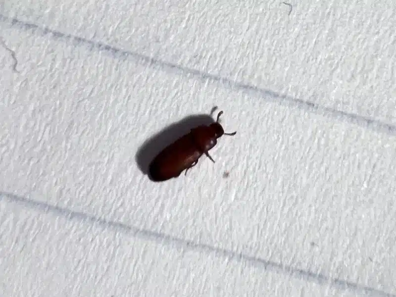 Sawtoothed grain beetle on lined paper showing relative size