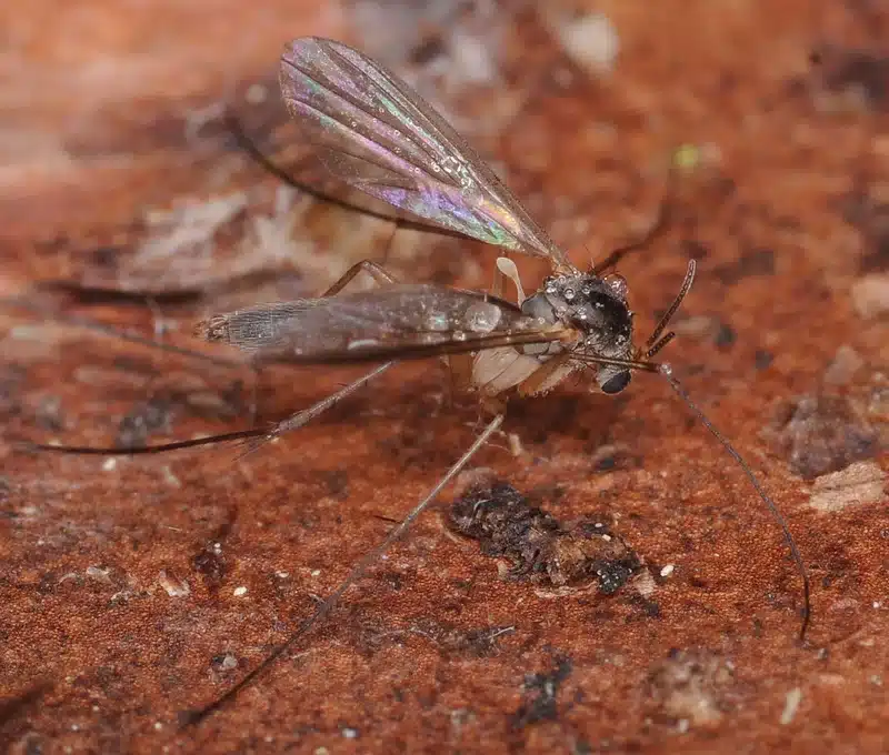 Side view of a mosquito showing distinctive features