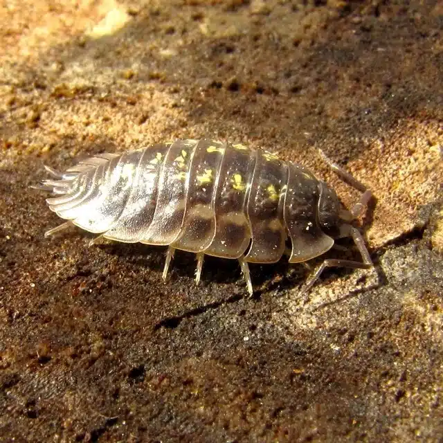 Sow bug showing flattened body shape