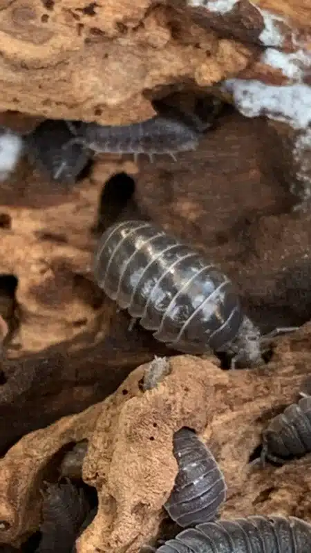 Sow bug on decaying wood showing natural habitat