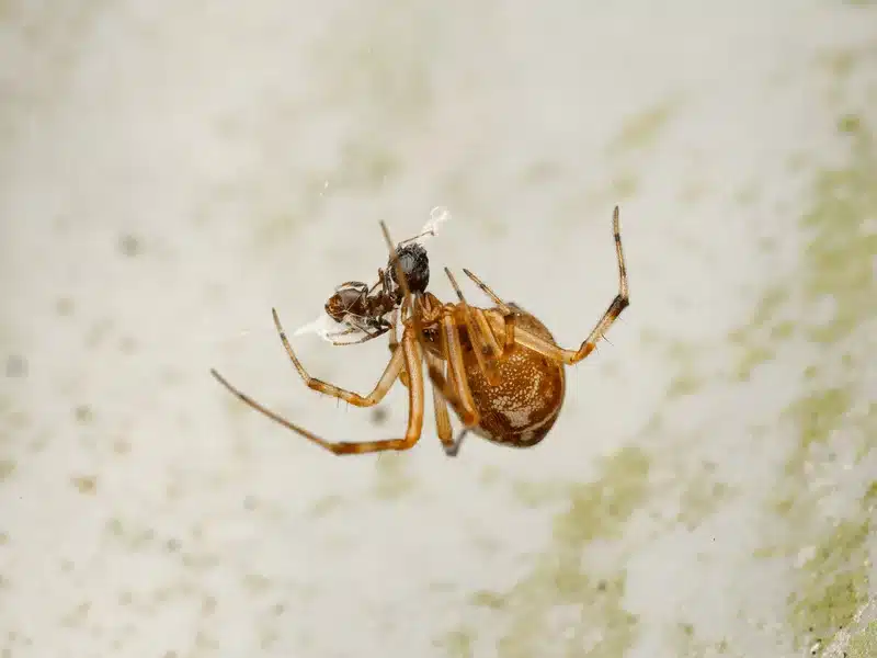 Spider feeding on prey in its web
