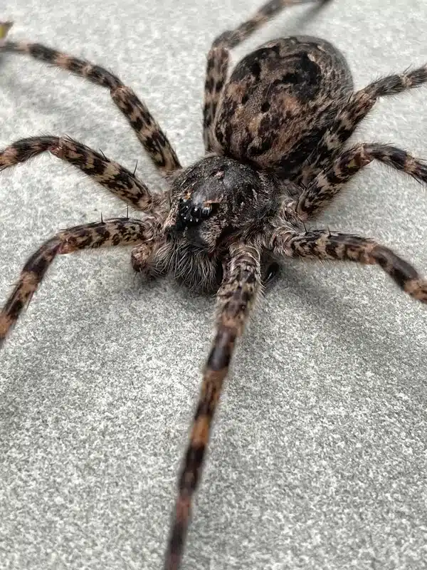 Close-up view of spider facial features