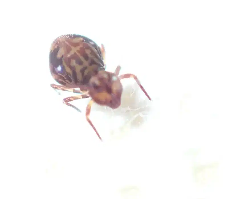Close-up view of a springtail showing its rounded body and distinctive features