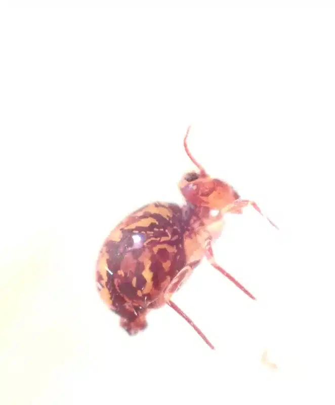 Macro image showing springtail body structure and distinctive patterned coloration