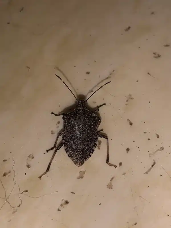 Close-up of a stink bug on an indoor floor, displaying its overall body structure – use this if you need an image to compare stink bugs to bed bugs indoors.