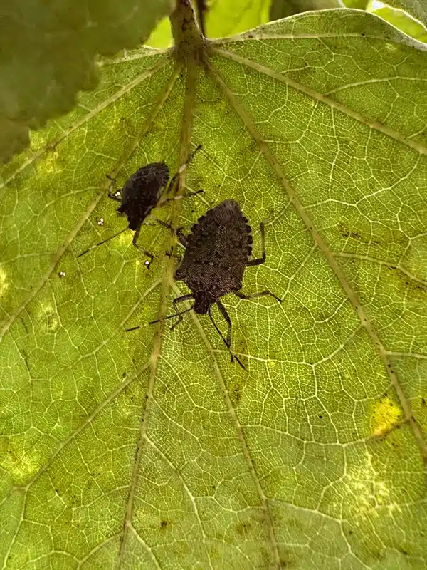 Stink bugs on leaf in natural habitat