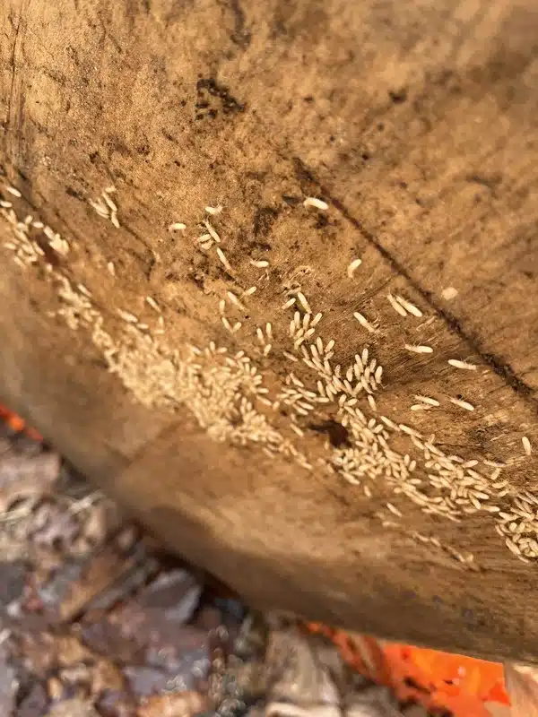 Multiple termite individuals on wooden surface