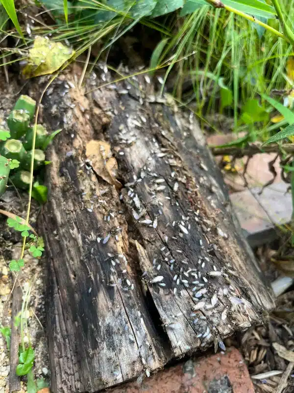 Winged termites scattered across a decaying log outdoors